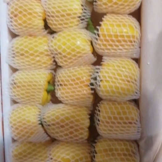 山东黄彩椒