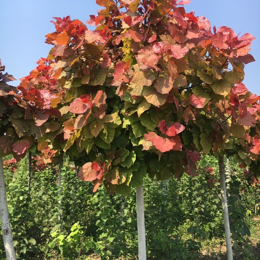 郑州红叶杨 从发芽到落叶鲜红艳丽