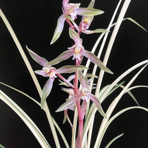 南靖县兰花莲瓣兰北极星2苗，独具一格色花，芳香怡人