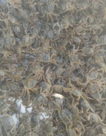 盐城 销售5母优质大种蟹苗，龙活率高