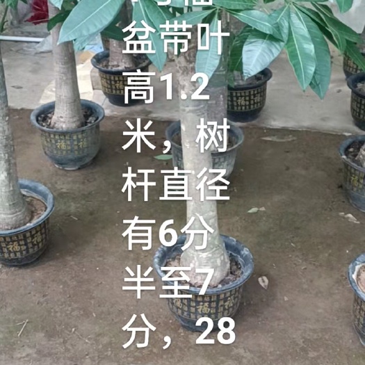 广州独杆发财树 4号福盆发财树