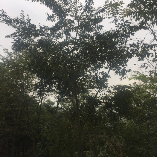 成都小叶朴  朴树