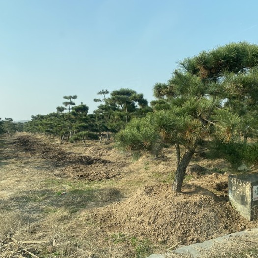 莒南县造型黑松 10-25公分造型松！