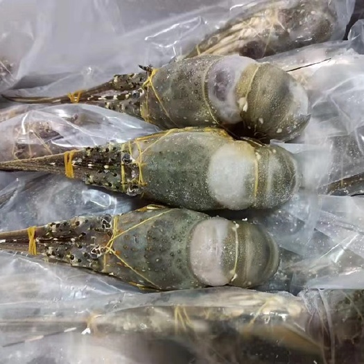 东兴市小青龙龙虾 小青龙