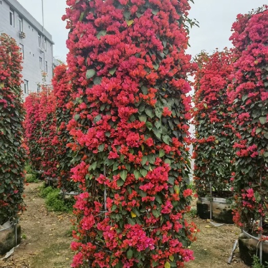 漳州3米高三角梅柱.3米总高四季红三角梅柱.叶子花.勒杜鹃