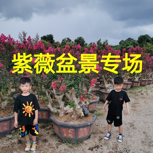 漳州红花紫薇  40公分紫薇老桩3米高紫薇古桩.50公分紫薇古桩.