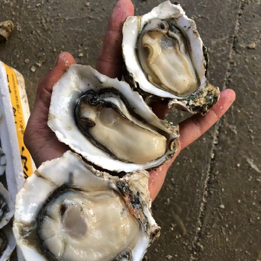 湛江非粉蚝 湛江生蚝牡蛎整箱批发 鲜活小中大蚝 蚝场直供 送货快