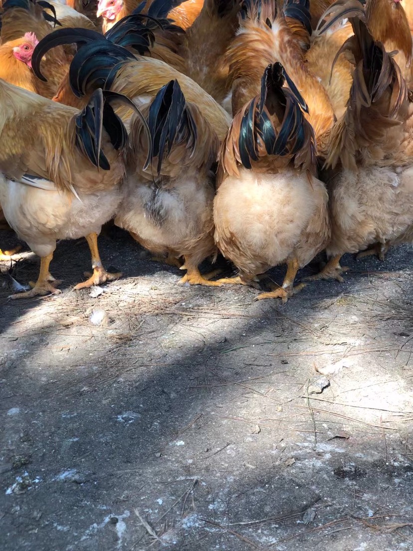 阉鸡 祝氏苗三黄鸡，山林放养，黄脚黄肉，是送礼产品。