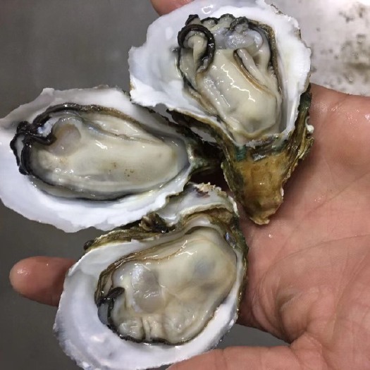 湛江鲜甜脆肉蚝 湛江海蚝批发 深海生蚝 中大蚝 产地现捞现发