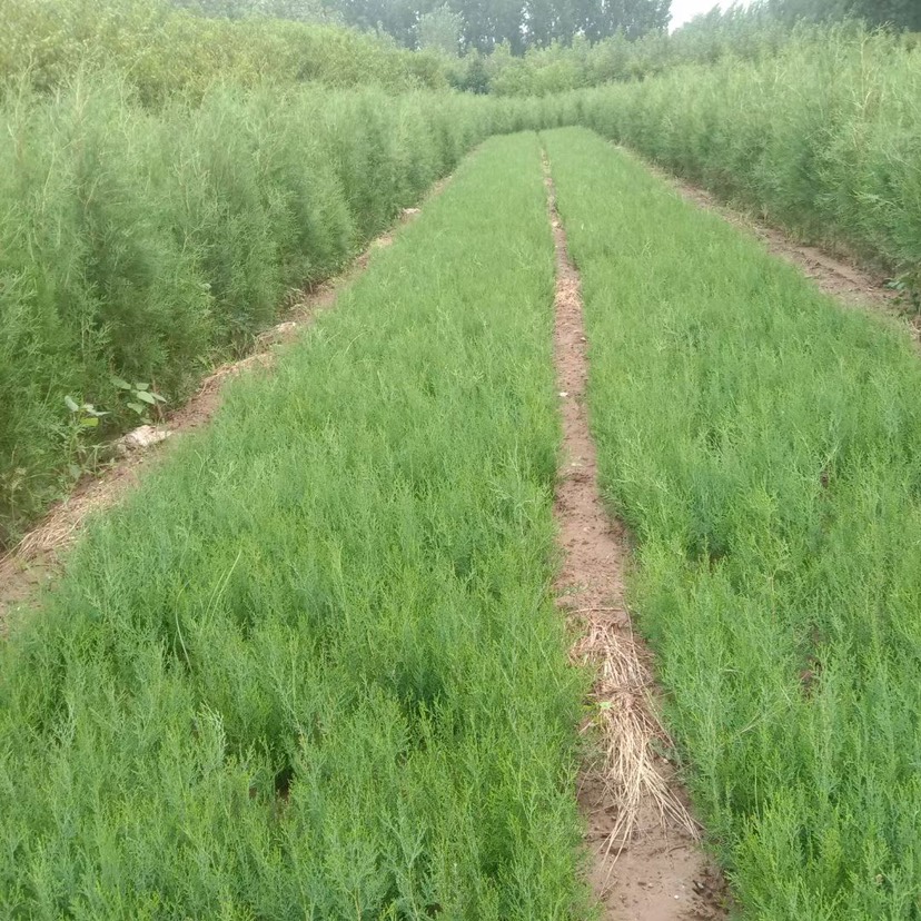 侧柏  基地直发，1-1.8米的有量，杯苗 土球苗都有