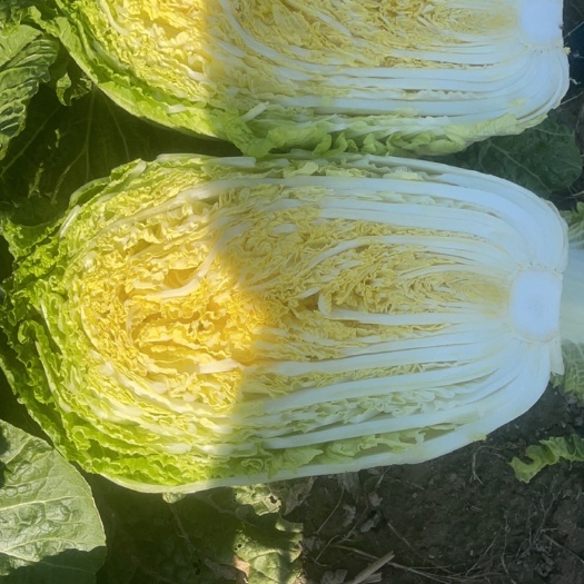 海安市秋宝白菜，矮颗黄心白菜大量上市
