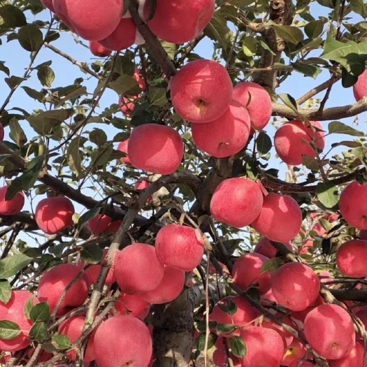 鲁丽苹果苗 鲁丽苹果树苗 南北方均可种植 基地直销 保湿发货
