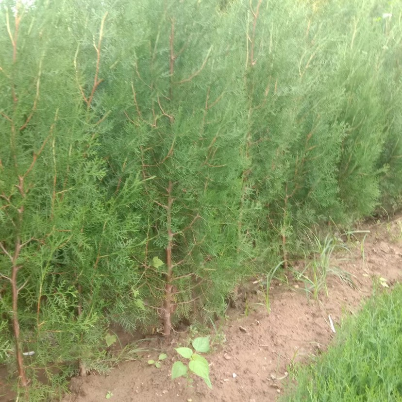 侧柏  基地直发，1-1.8米的有量，杯苗 土球苗都有