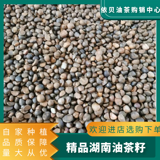岳阳县山茶籽   中小籽。油质更香浓