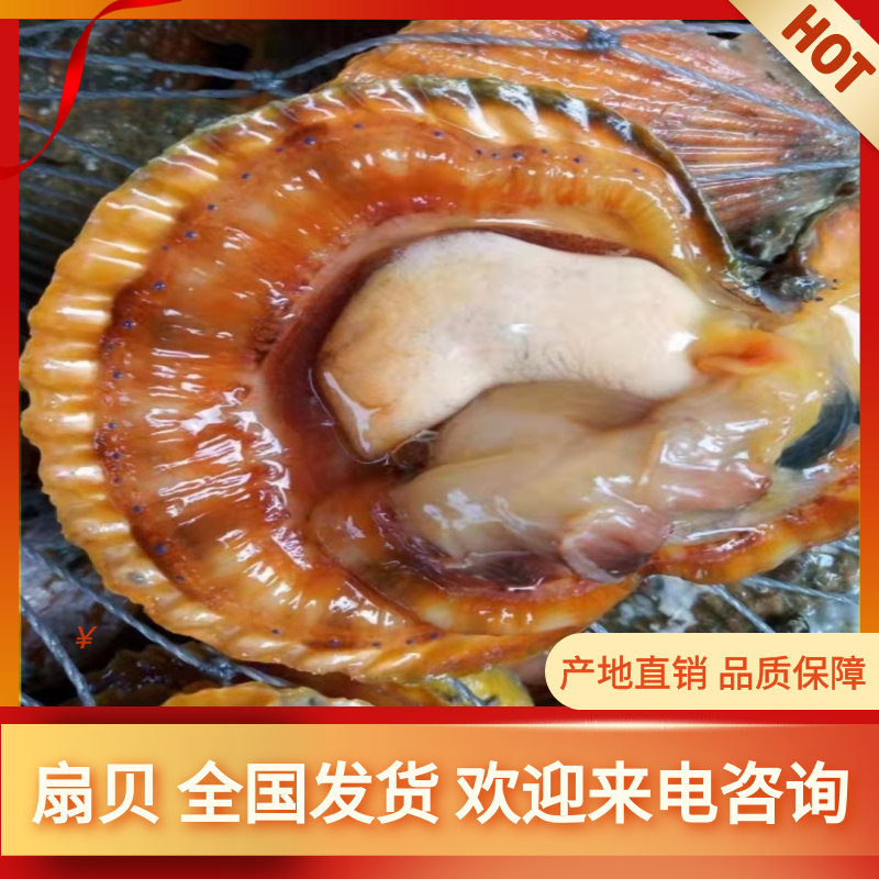 廣州黃金貝  黃金扇貝 清蒸燒烤 美味可口 一手貨源 現貨現發