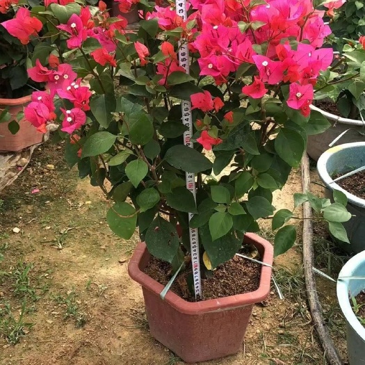 漳州4公分头径.80公分高三角梅四季红三角梅叶子花.勒杜鹃