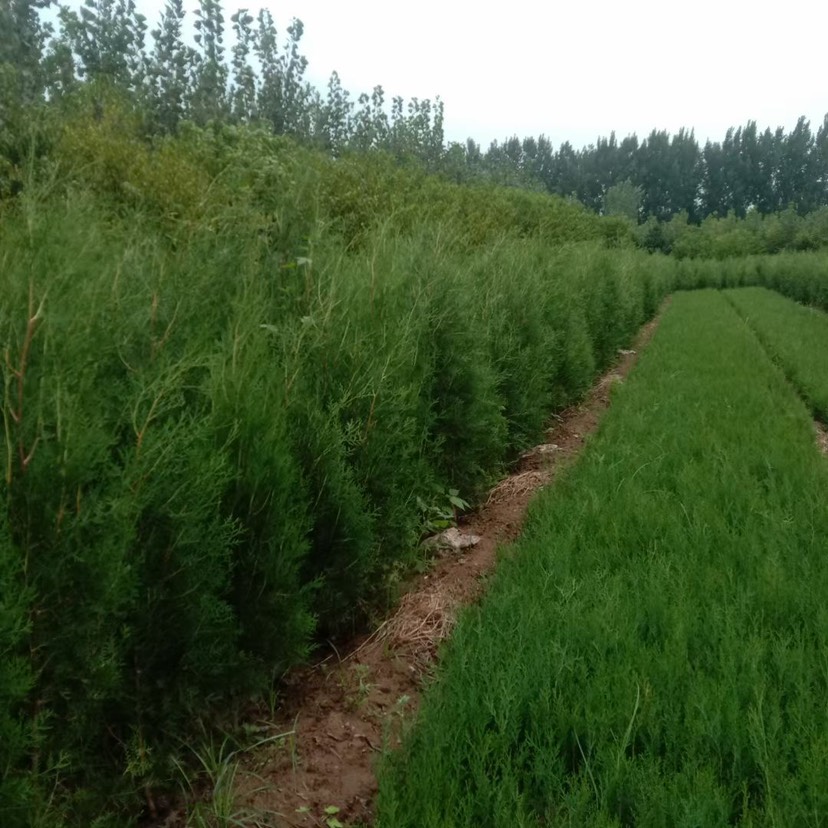 侧柏  基地直发，1-1.8米的有量，杯苗 土球苗都有