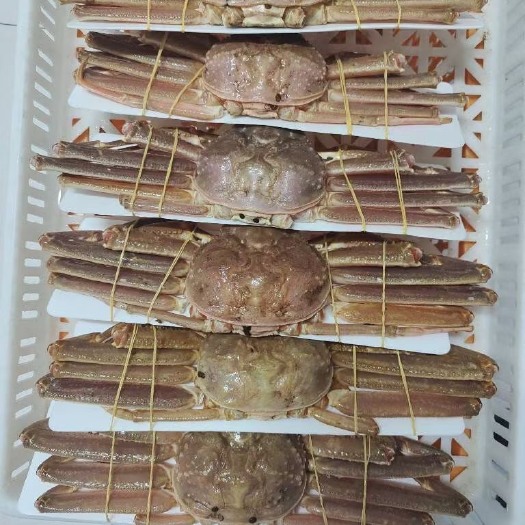 珲春市雪蟹 生冻板蟹