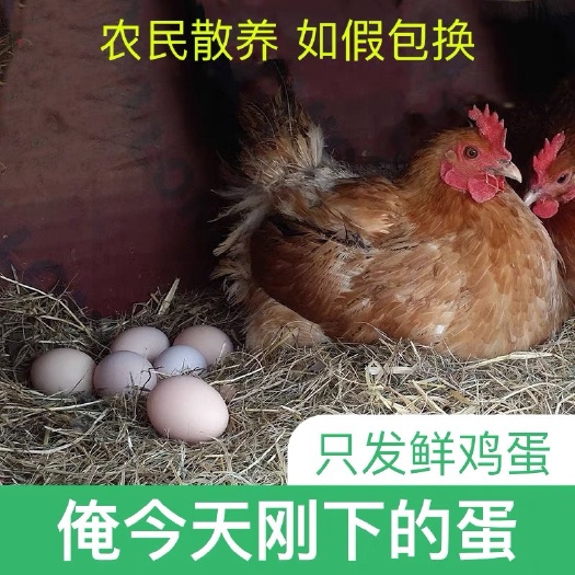 天津新鲜土鸡蛋正宗农家散养30枚 包邮 农村草鸡蛋林间放养