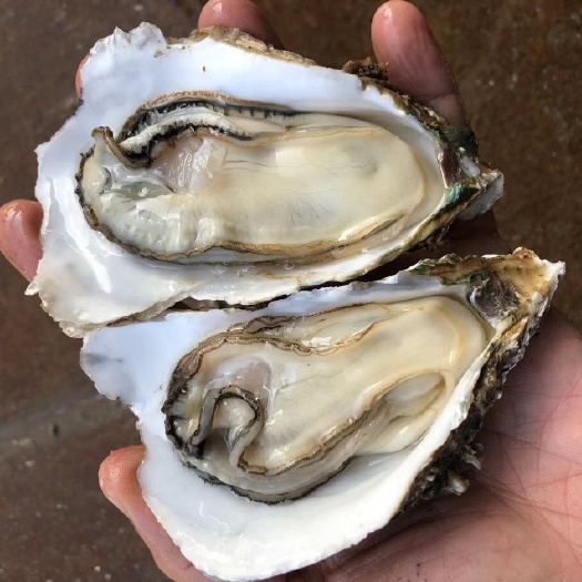 湛江生蚝 脆肉蚝 湛江大蚝1斤2个起 广东海鲜水产大牡蛎 产地直销