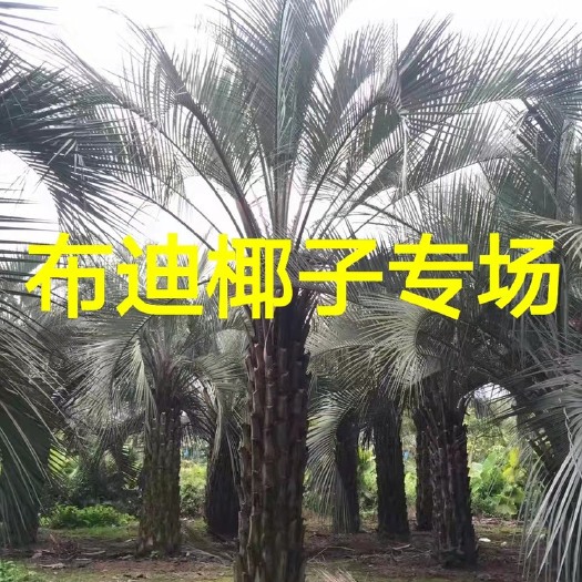 3米总高布迪椰子.50公分布迪椰子.棕榈树.行道树