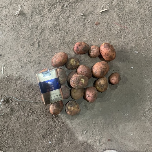 迷你土豆 云南红皮小土豆，高山产地，营养丰富，全国接单