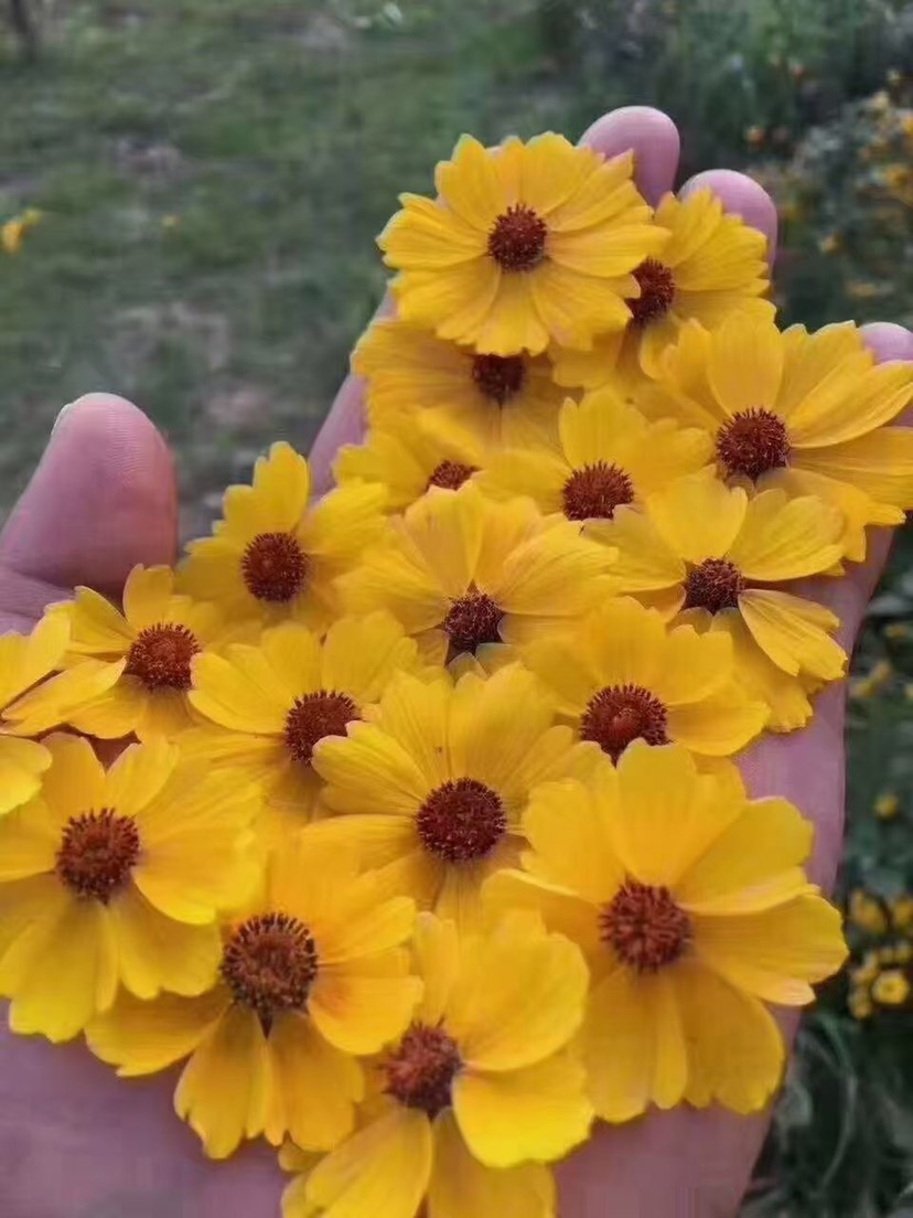 菊花茶  昆仑新疆昆仑山特产 冰山花茶胎菊茶雪菊茶正品西