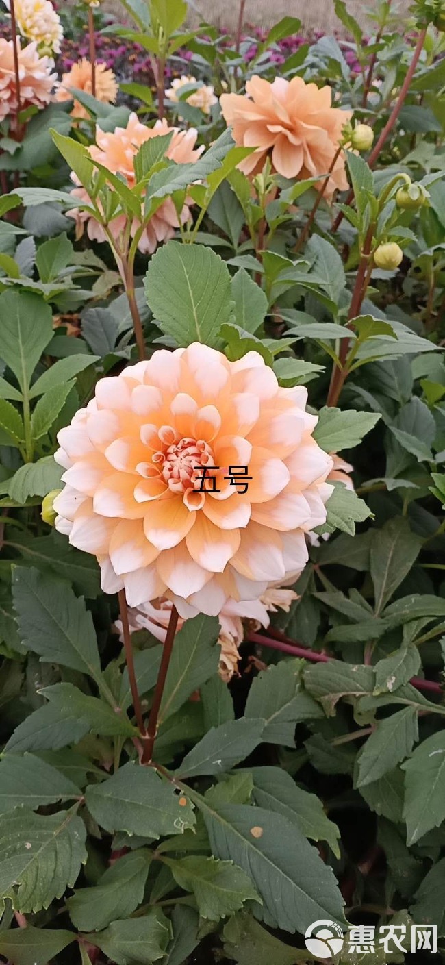 大丽花苗  大丽花