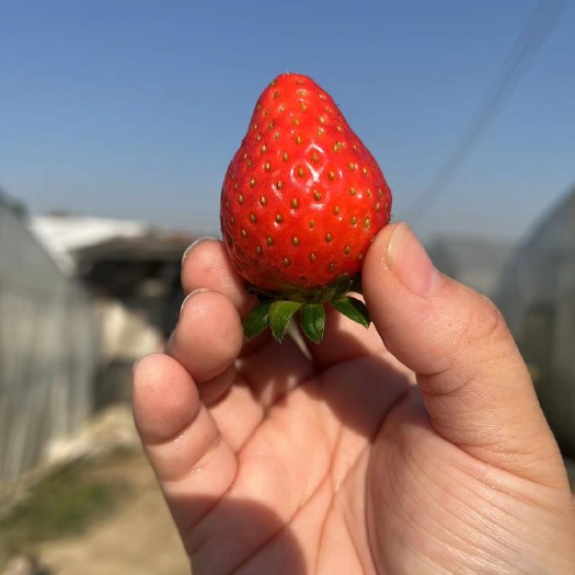 武汉 林玉草莓，货多可联系