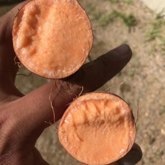 烟台烟薯  烟署25