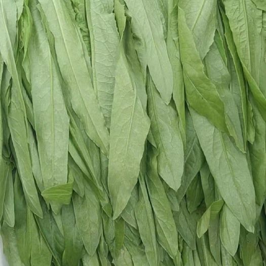 大同山西大同油麦菜。