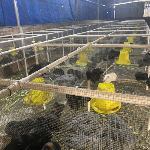 合浦县荷兰鼠  广西荷兰猪 花豚黑豚商品种苗出售。可签回收合同