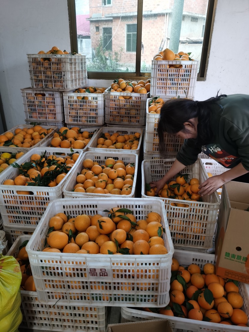 赣南富硒脐橙   每天现摘现发顺丰包邮