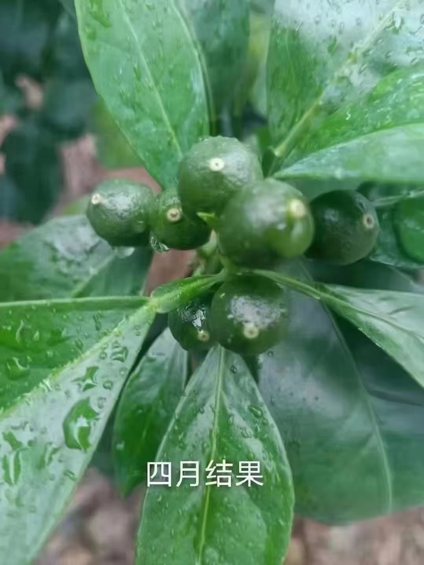 赣南富硒脐橙   每天现摘现发顺丰包邮