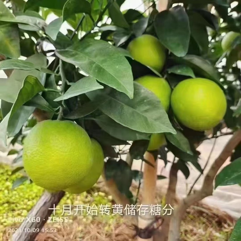 赣南富硒脐橙   每天现摘现发顺丰包邮