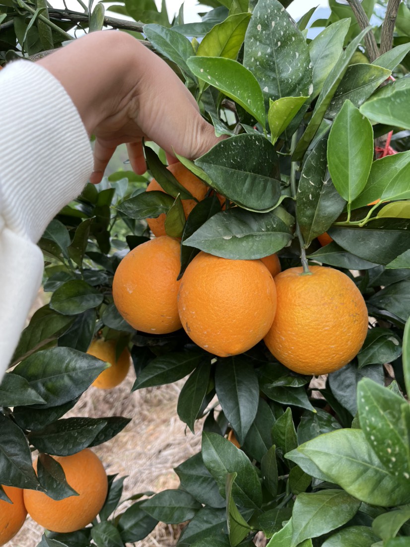 赣南富硒脐橙   每天现摘现发顺丰包邮