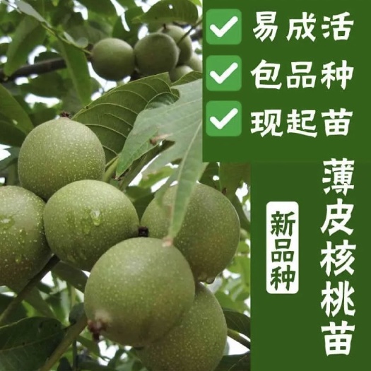 武陟县薄皮核桃苗  核桃树苗 8518核桃 清香核桃 香菱核桃 南北方均可种植