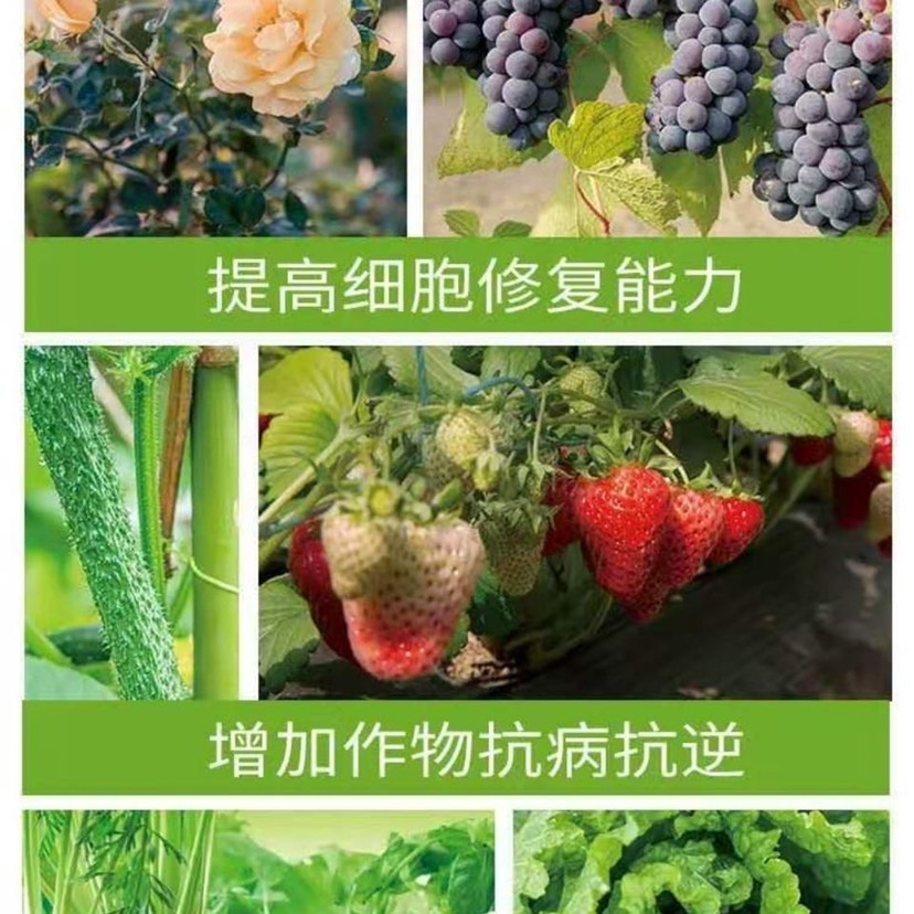 大量元素水溶肥  十三元素，大量元素，水溶肥料