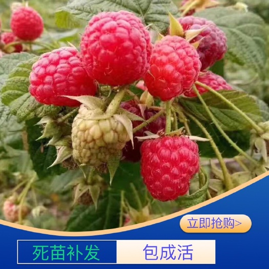 白山树莓苗 红树莓苗 双季红树莓苗南方北方盆栽地栽苗