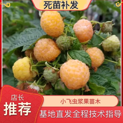 白山树莓苗 黄树莓苗 双季黄树莓苗南方北方盆栽地栽