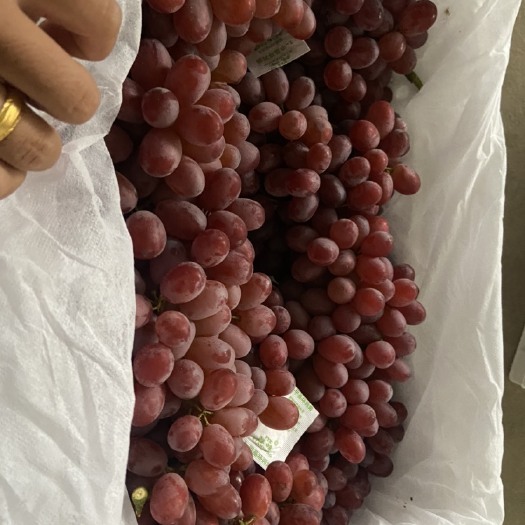 永济市克伦生葡萄 精品克伦生 大量有货
