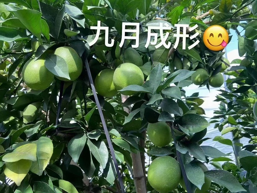 赣南富硒脐橙   每天现摘现发顺丰包邮