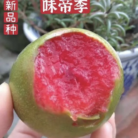武陟县味帝李子苗 李子树苗 新品种早熟红肉李 风味玫瑰杏李基地直销