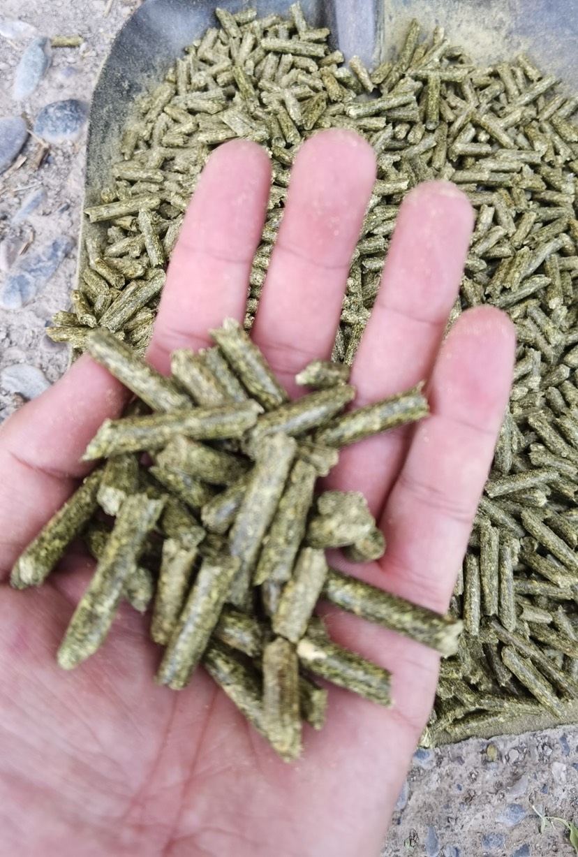金昌苜蓿草饲料  苜蓿草颗粒