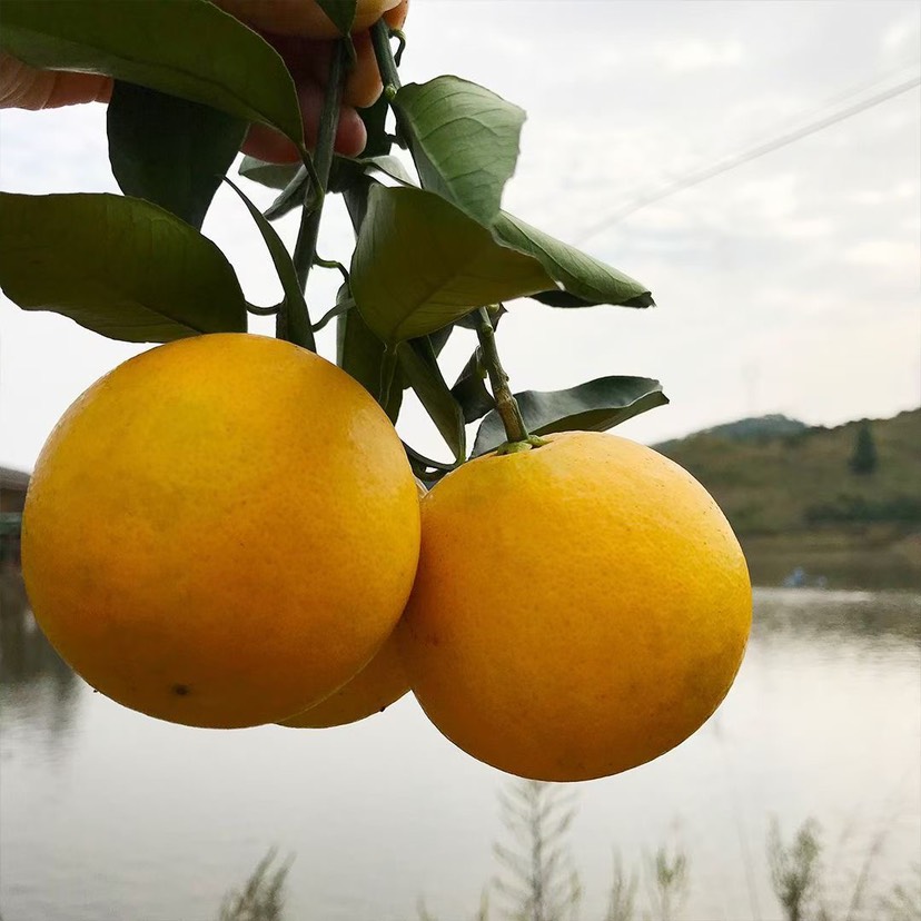 湖南怀化麻阳冰糖橙一件代发。冰糖脐橙。小橙子。