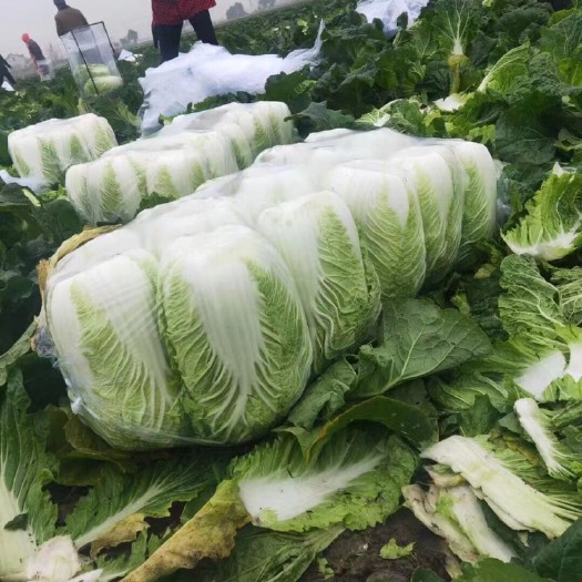 海安市黄心大白菜 精品大白菜