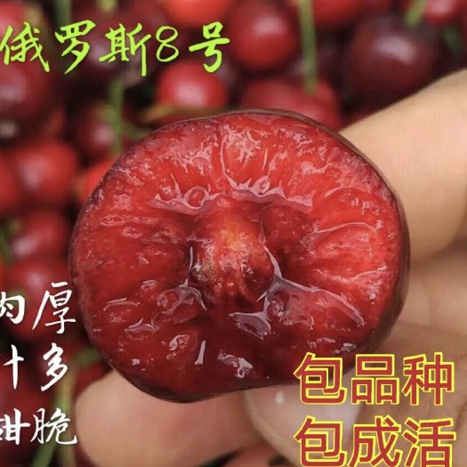 武陟县俄罗斯8号樱桃苗 樱桃树苗 精选俄罗斯8号大樱桃树苗 南北方