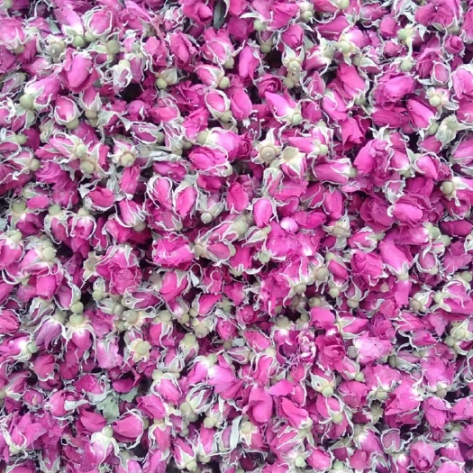  玫瑰花