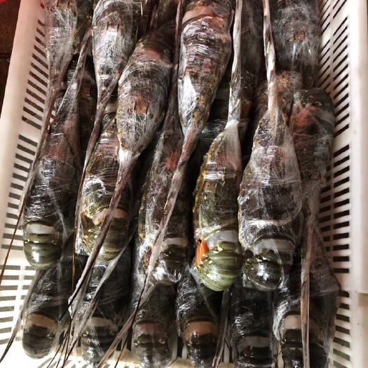 东兴市小青龙龙虾  海产冻品、厂家直销！