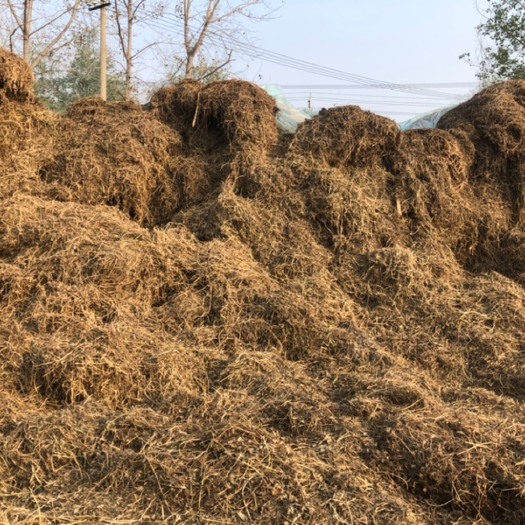 新蔡县一级花生秧 黄绿无土